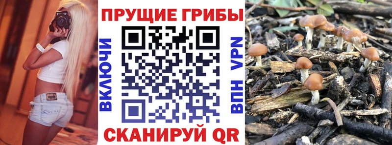 дарк нет телеграм  Луга  Псилоцибиновые грибы MAGIC MUSHROOMS 